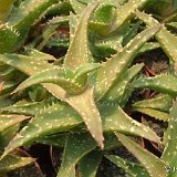 Aloe zanzibarica cf. ex concinna (Zanzibar) -not squarrosa-
